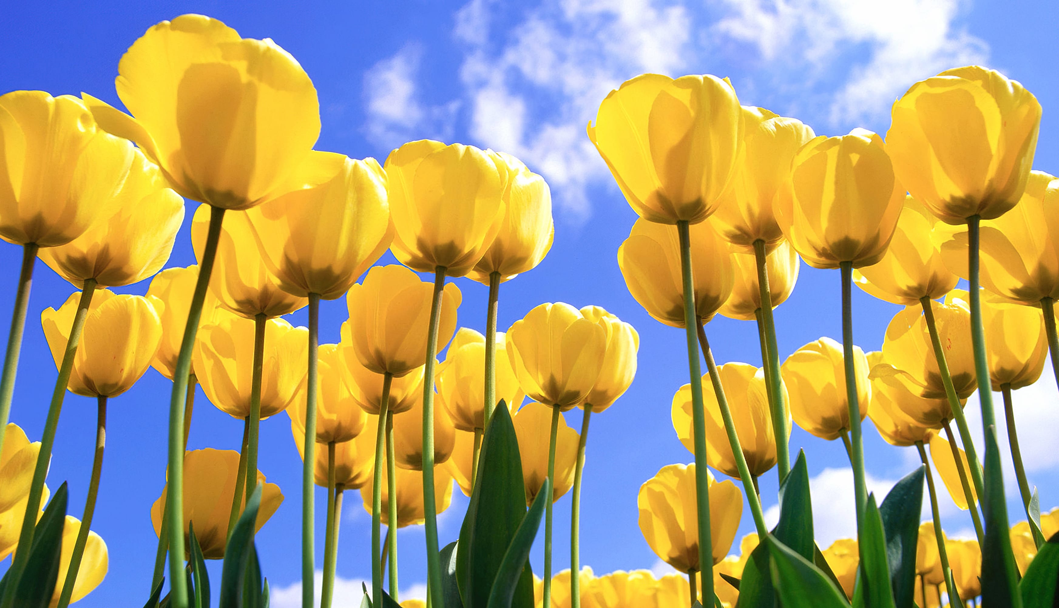 Yellow tulips Daylight wallpapers HD quality