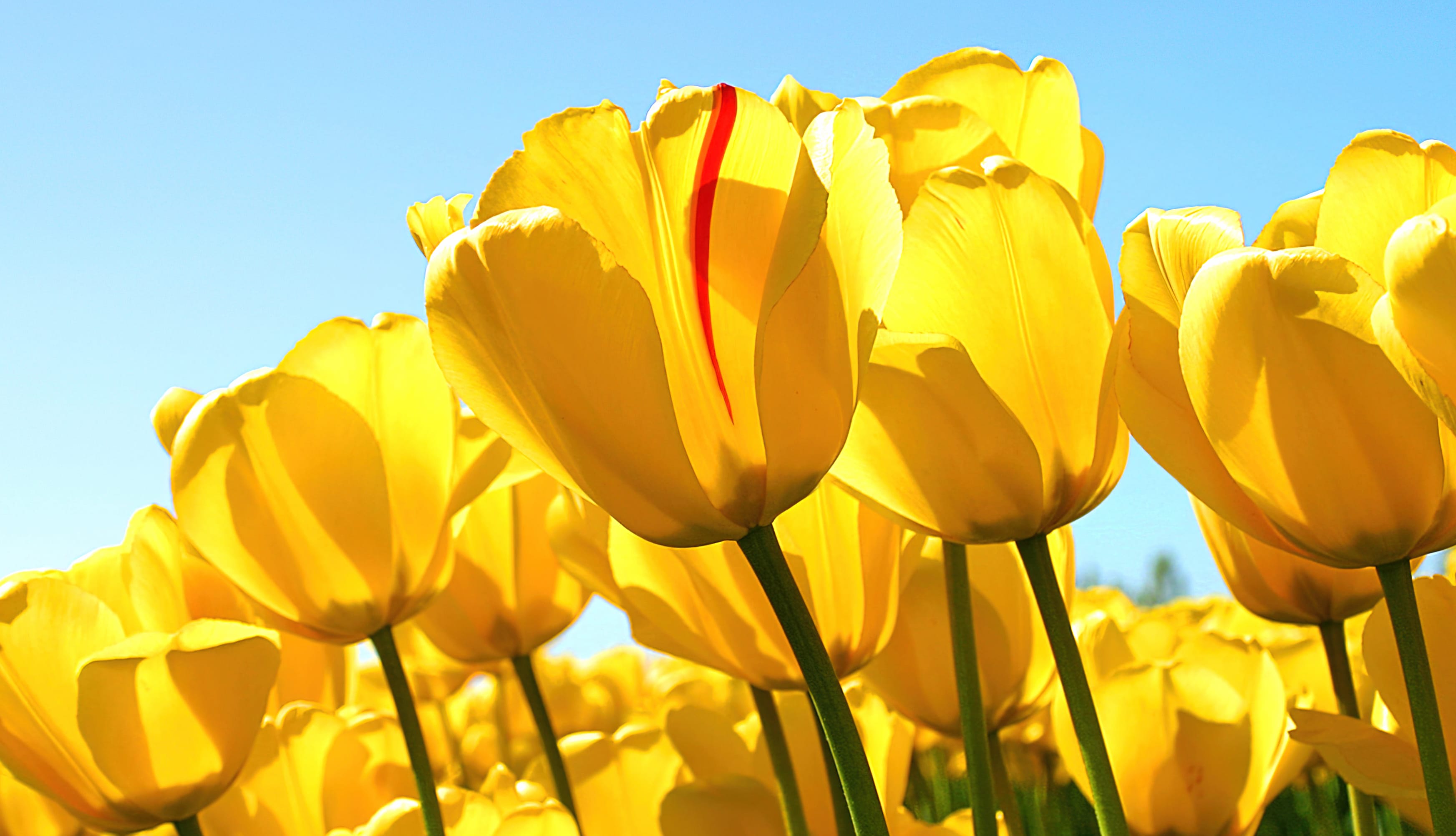 Yellow tulips Windows 7 at 1024 x 1024 iPad size wallpapers HD quality