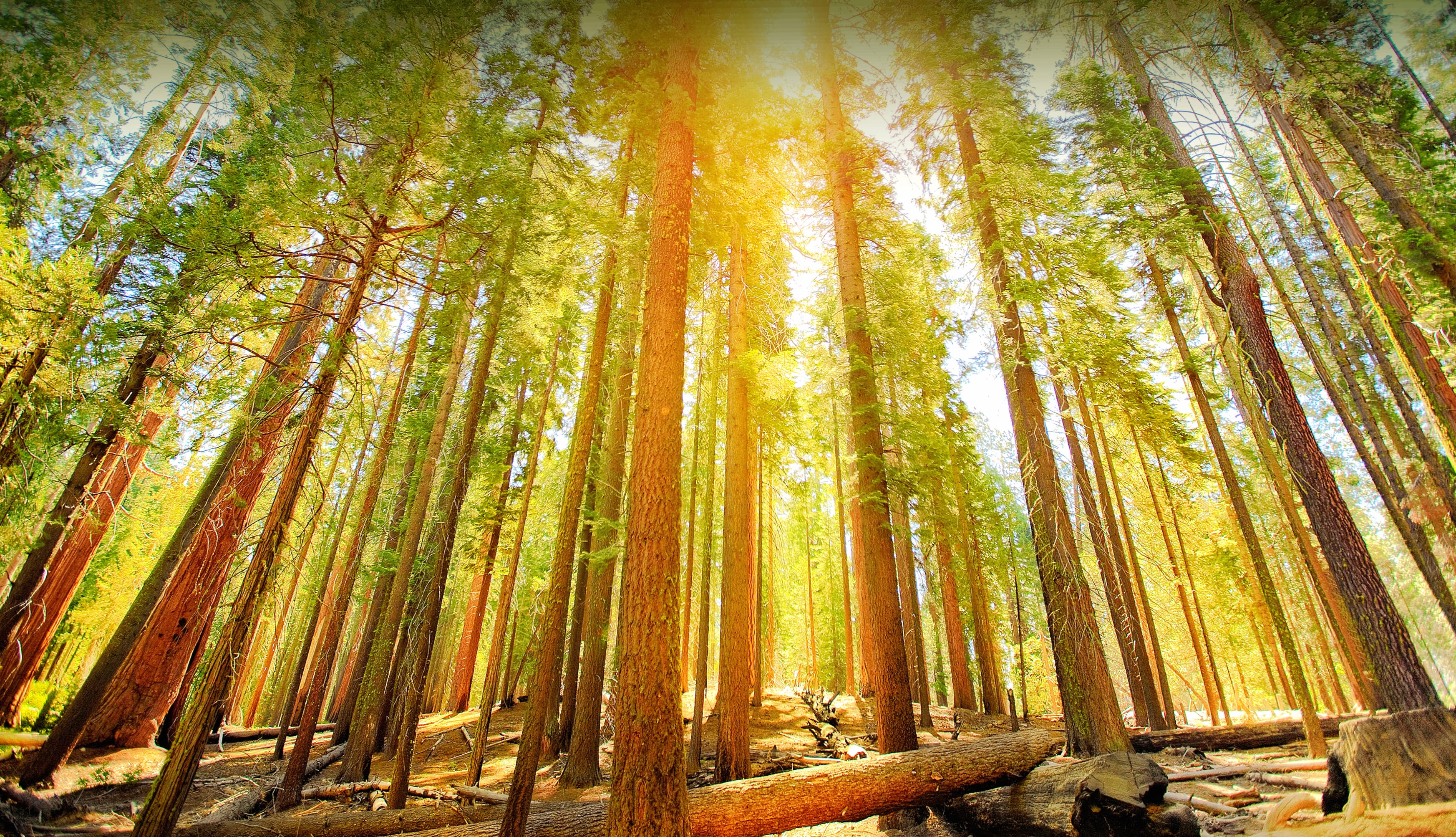 Yosemite National Park Sequoia Mariposa Grove Nature Forest at 1152 x 864 size wallpapers HD quality