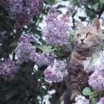 Animal Cat download wallpaper