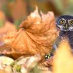 Animal Owl download