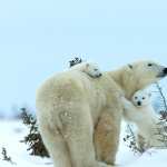 Animal Polar Bear wallpapers for iphone