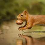 Animal Squirrel mobile wallpapers