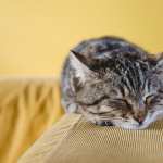 Sleeping Animal Cat images