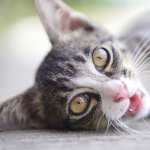 Animal Cat mobile wallpapers