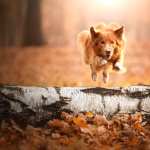 Animal Dog high quality wallpapers