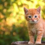 Kitten Animal Cat hd wallpaper