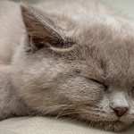 Sleeping Animal Cat wallpaper