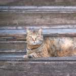 Animal Cat background