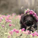 Animal Dog wallpaper