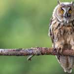 Animal Owl background