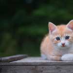 Kitten Animal Cat wallpapers for android