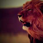 Majestic Lion image