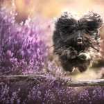 Animal Dog 2023