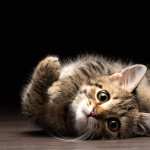 Kitten Animal Cat free download