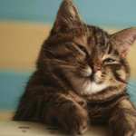 Animal Cat free wallpapers