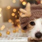 Animal Dog background