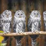 Animal Owl hd desktop