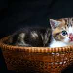 Kitten Animal Cat wallpapers hd