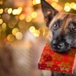 Animal Dog wallpapers for iphone