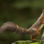 Animal Squirrel images