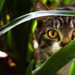 Stare Animal Cat high definition wallpapers