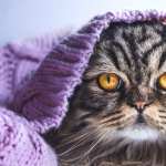 Animal Cat hd desktop