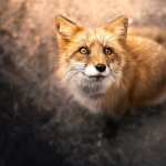 Animal Fox free