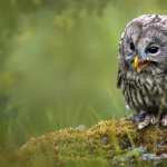 Animal Owl images