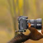 Animal Squirrel wallpapers