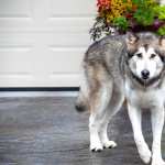 Animal Dog PC wallpapers