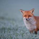 Animal Fox wallpapers for iphone