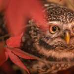 Animal Owl new wallpapers
