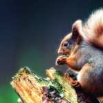 Animal Squirrel full hd