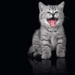 Kitten Animal Cat wallpaper