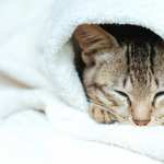 Sleeping Animal Cat image