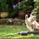 Animal Cat free