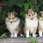 Animal Dog desktop wallpaper