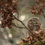 Animal Owl high quality wallpapers