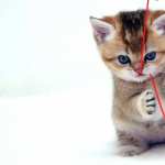 Kitten Animal Cat PC wallpapers