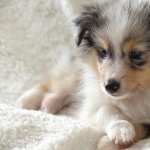 Animal Dog new wallpapers