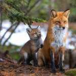 Animal Fox PC wallpapers