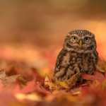 Animal Owl wallpapers hd