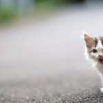 Kitten Animal Cat free wallpapers