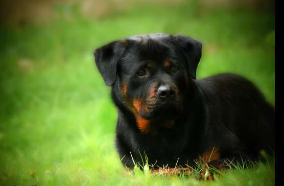 4K Rottweiler in Nature Wallpaper