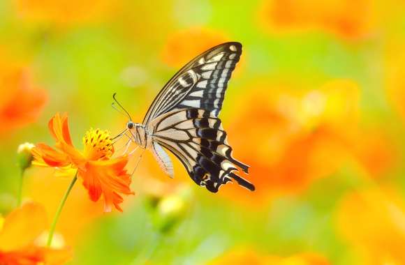 4K Ultra HD Butterfly Bliss Wallpaper wallpapers hd quality