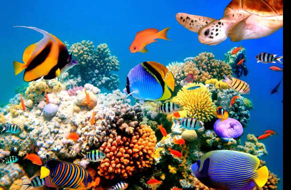 4K Ultra HD Coral Reef Adventure wallpapers hd quality