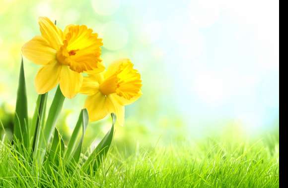 4K Ultra HD Daffodil Bliss Wallpaper