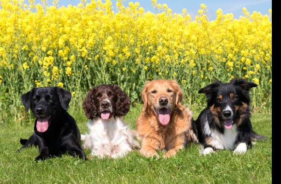 4K Ultra HD Dog Quartet in Rapeseed Field