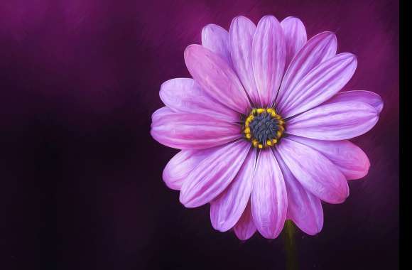 4K Ultra HD Oil Painting of African Daisy wallpapers hd quality